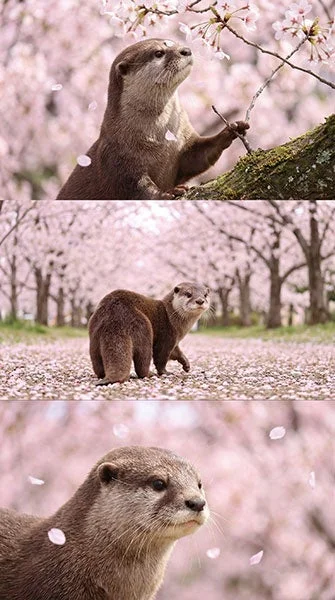 満開の桜並木で、カワウソが花びらの舞う中を散歩したり、桜の枝に手を伸ばしたりする愛らしい姿を捉えた3枚組の画像。春の訪れを感じさせる癒しの風景です。
