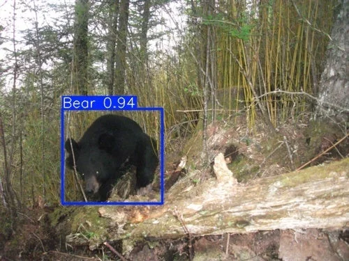 森林の中で黒いクマが写っている画像です。画像解析によりクマが検出され、その確信度も表示されています。自然環境における野生動物の様子を捉えています。
