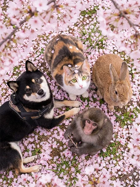 桜の花びらが敷き詰められた地面に、柴犬、三毛猫、うさぎ、そして子猿の4匹の動物が仲良く集まっている可愛らしい春の風景です。動物たちの毛には桜の花びらが舞い落ちており、見る者を和ませます。