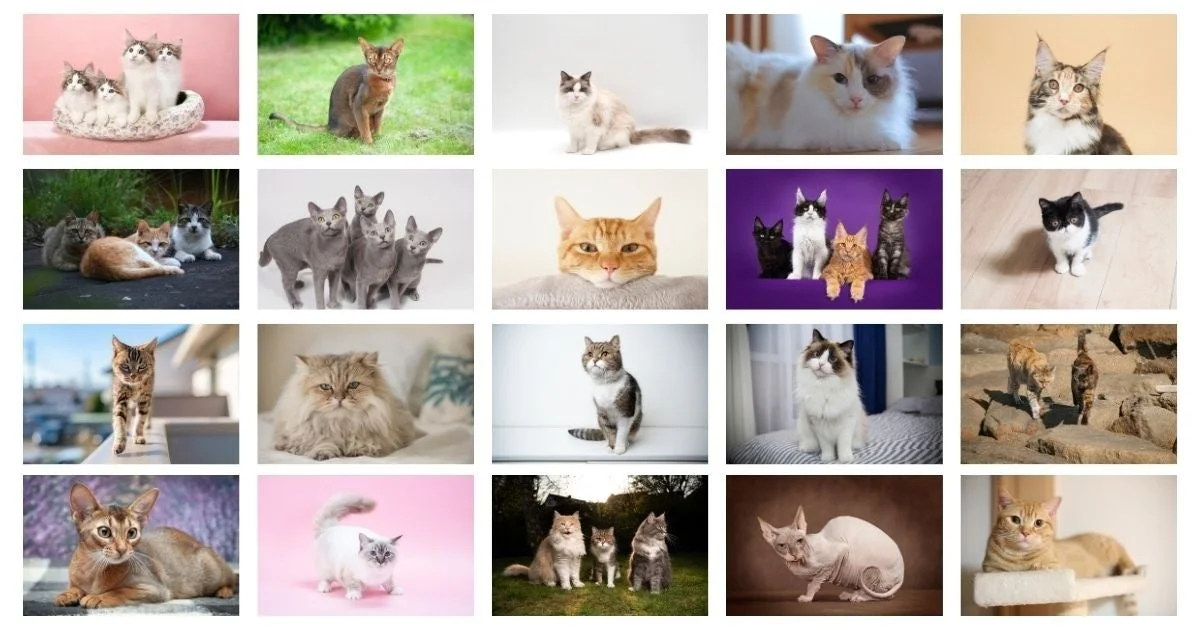 様々な種類の猫の写真を20枚集めたコラージュ画像です。子猫から成猫まで、異なる毛色や特徴を持つ猫たちが写っており、猫の多様な魅力が詰まっています。