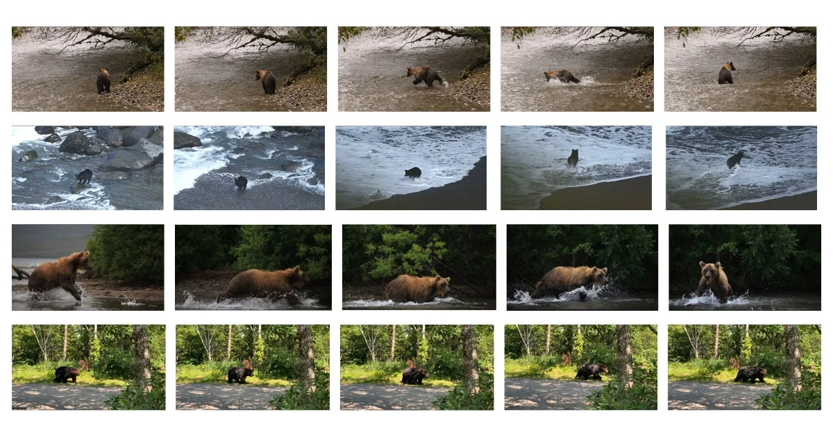様々なクマの姿を捉えた動画データセット