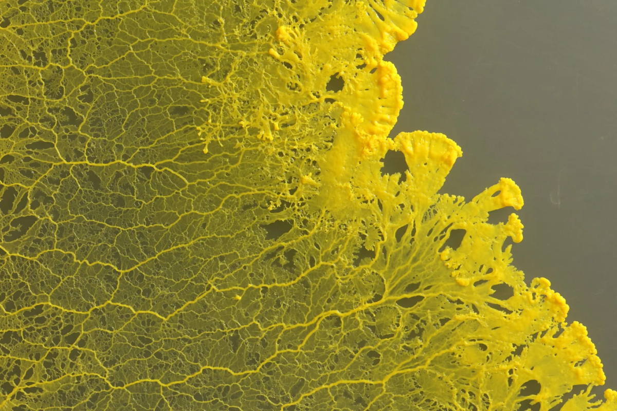 鮮やかな黄色の粘菌の様子
