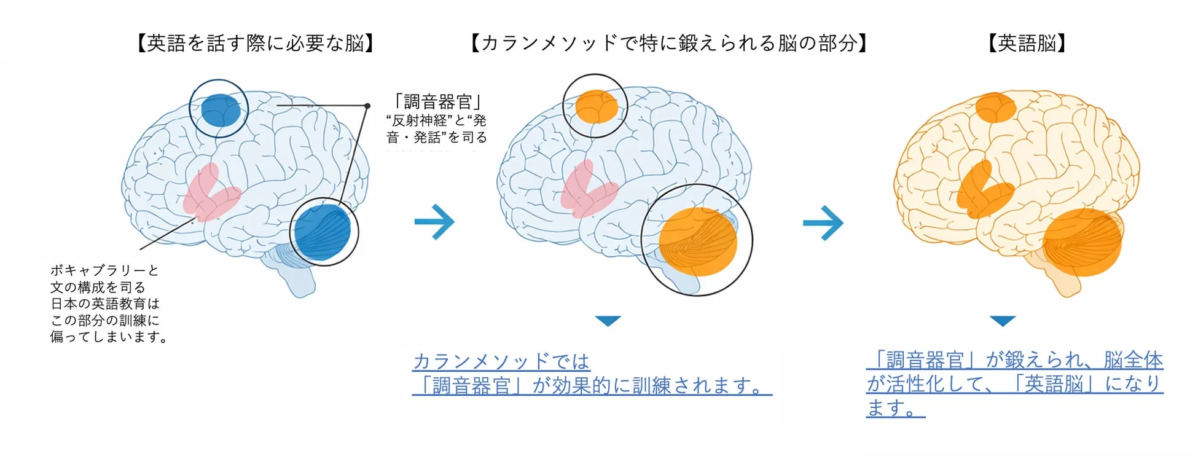 英語を話す際に必要な脳とカランメソッド