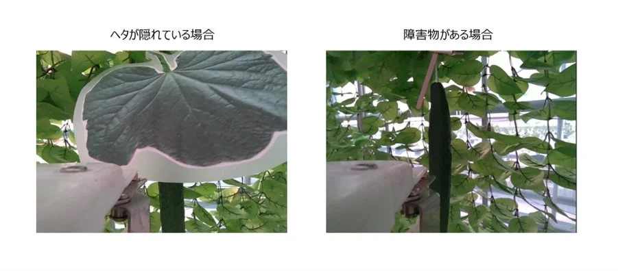 きゅうりのヘタが隠れている場合と障害物がある場合