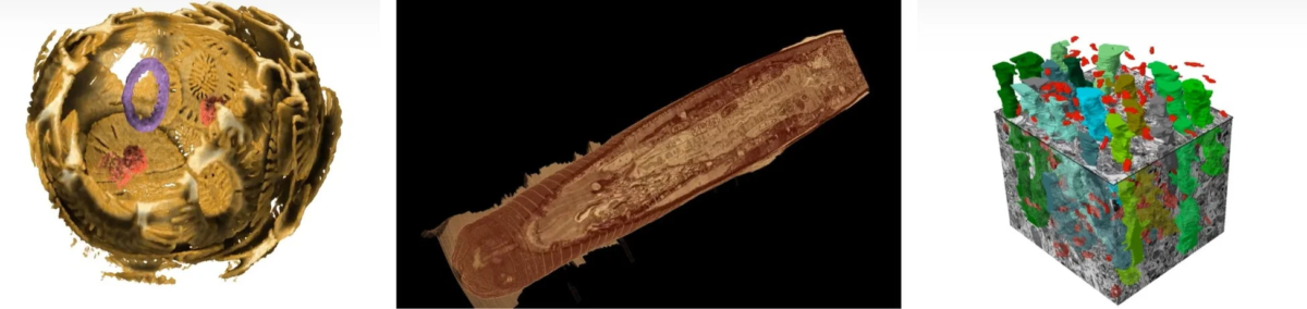 生物学的または材料科学分野における3つの異なる3D可視化画像