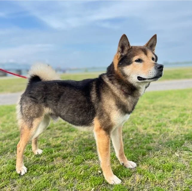 柴犬の入力画像